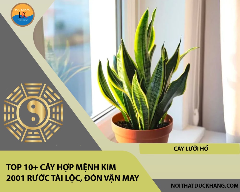 Top 10+ cây hợp mệnh Kim 2001 rước tài lộc, đón vận may - Cây lưỡi hổ