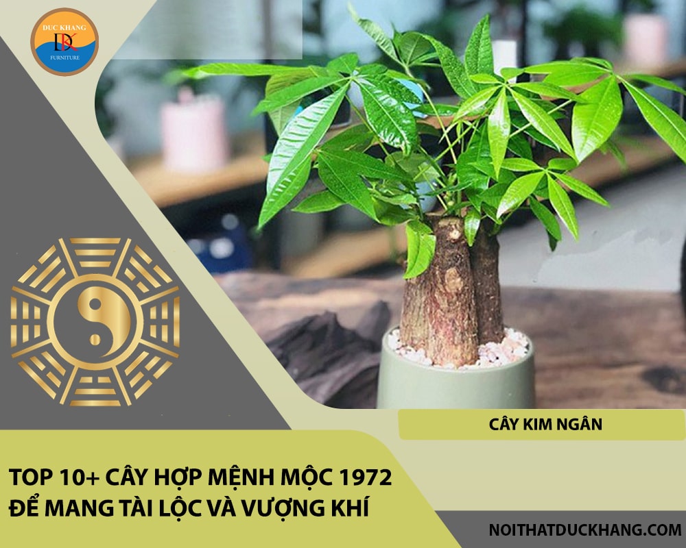 Top 10+ cây hợp mệnh Mộc 1972 để mang tài lộc và vượng khí - Cây kim ngân