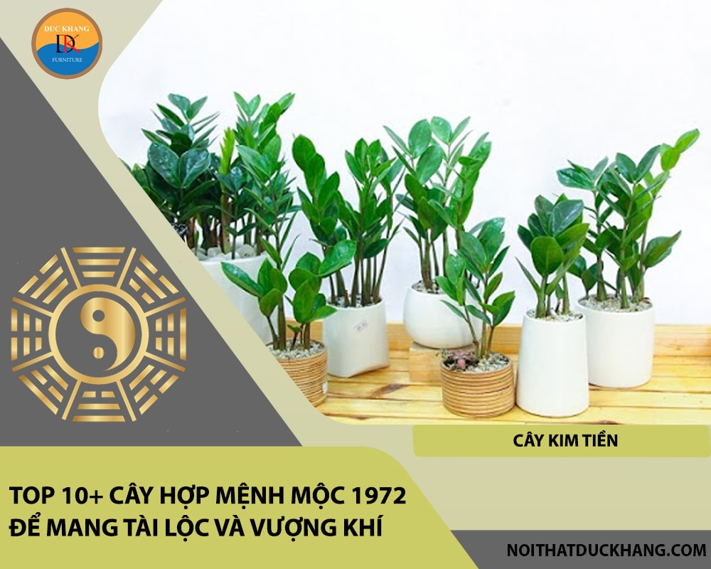 Top 10+ cây hợp mệnh Mộc 1972 để mang tài lộc và vượng khí - Cây Kim Tiền