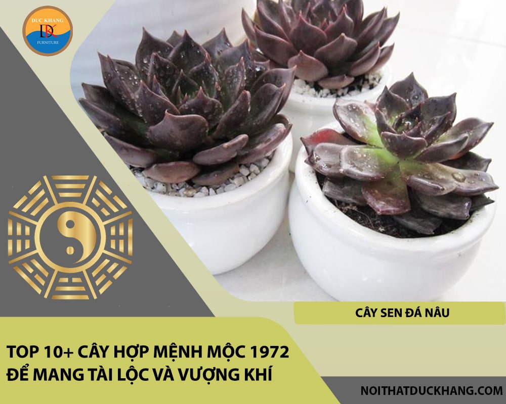Top 10+ cây hợp mệnh Mộc 1972 để mang tài lộc và vượng khí - Cây sen đá nâu