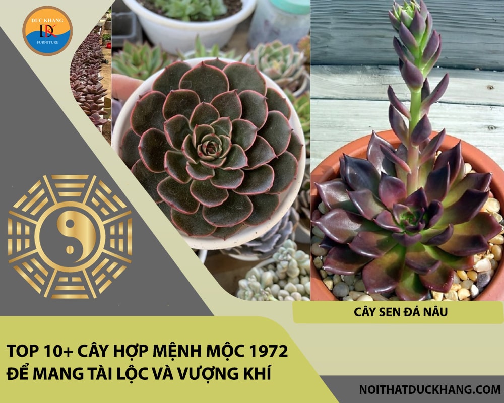 Top 10+ cây hợp mệnh Mộc 1972 để mang tài lộc và vượng khí - Cây sen đá nâu