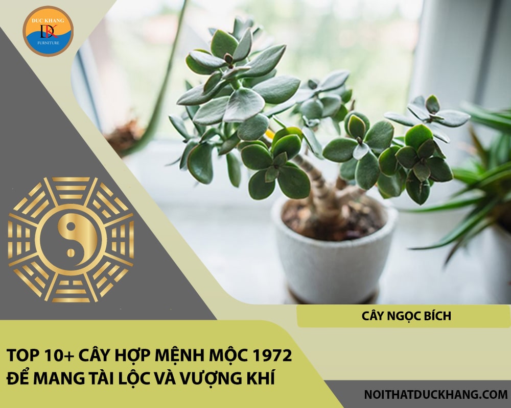 Top 10+ cây hợp mệnh Mộc 1972 để mang tài lộc và vượng khí - Cây ngọc bích