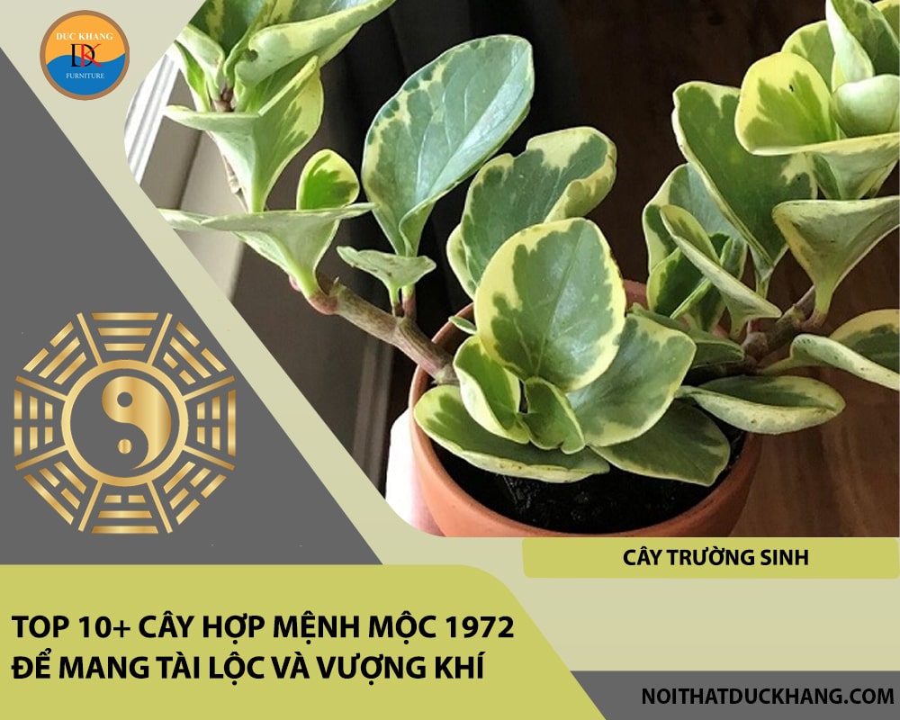 Top 10+ cây hợp mệnh Mộc 1972 để mang tài lộc và vượng khí - Cây trường sinh