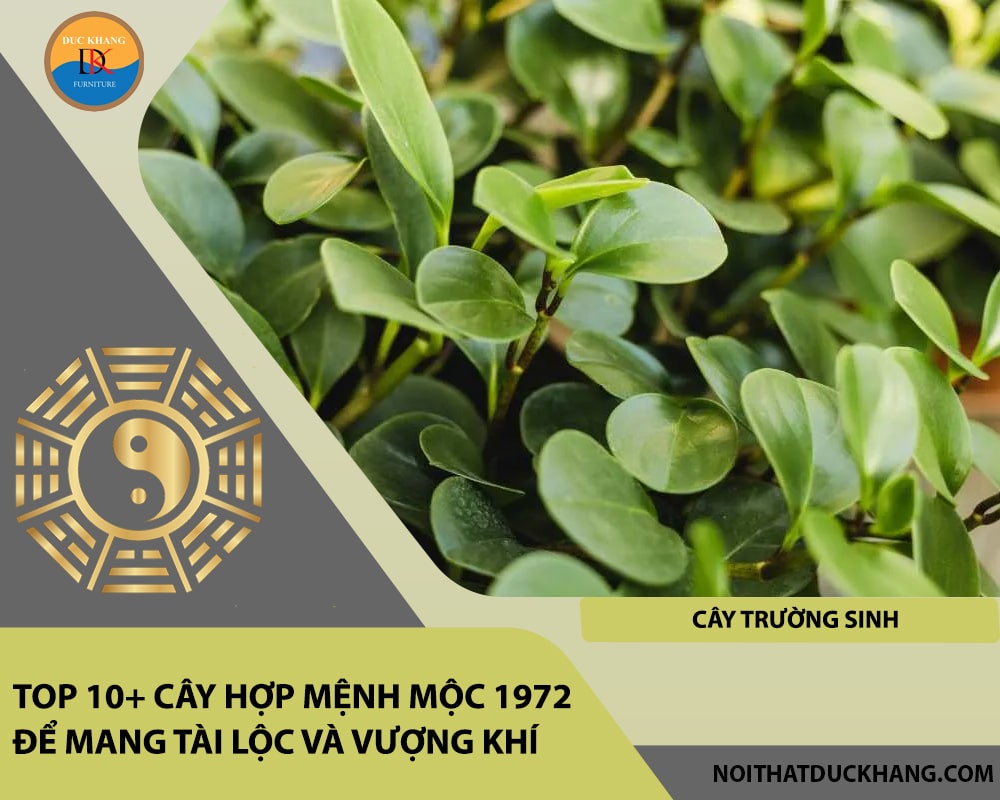 Top 10+ cây hợp mệnh Mộc 1972 để mang tài lộc và vượng khí