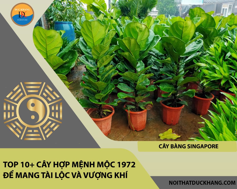 Top 10+ cây hợp mệnh Mộc 1972 để mang tài lộc và vượng khí - Cây Bàng Singapore