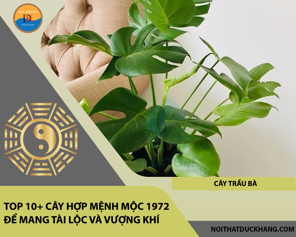 Top 10+ cây hợp mệnh Mộc 1972 để mang tài lộc và vượng khí - Cây Trầu Bà