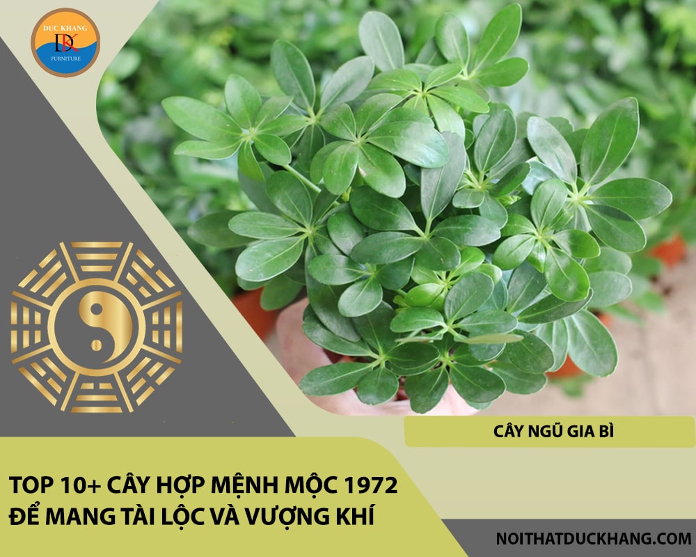 Top 10+ cây hợp mệnh Mộc 1972 để mang tài lộc và vượng khí - Cây Ngũ Gia Bì