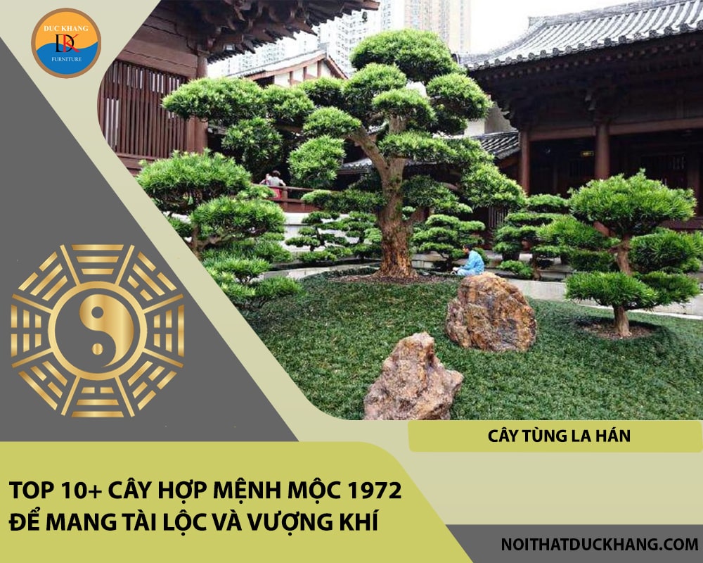 Top 10+ cây hợp mệnh Mộc 1972 để mang tài lộc và vượng khí - Cây Tùng La Hán