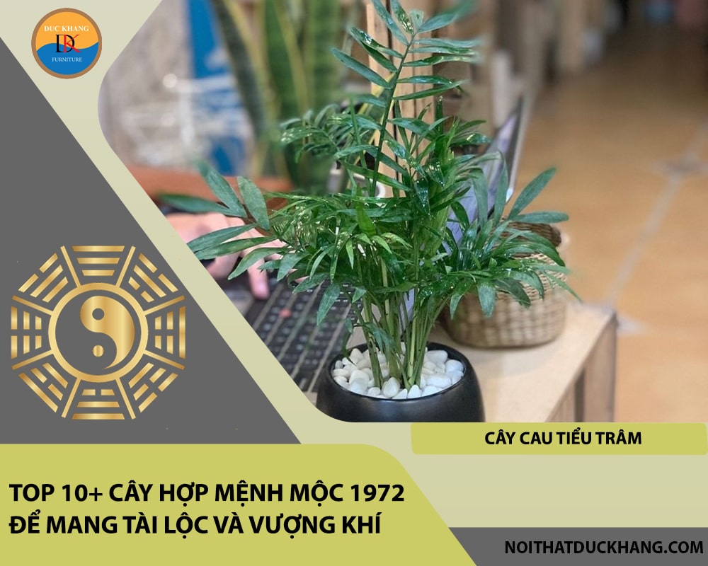 Top 10+ cây hợp mệnh Mộc 1972 để mang tài lộc và vượng khí - Cây Cau Tiểu Trâm