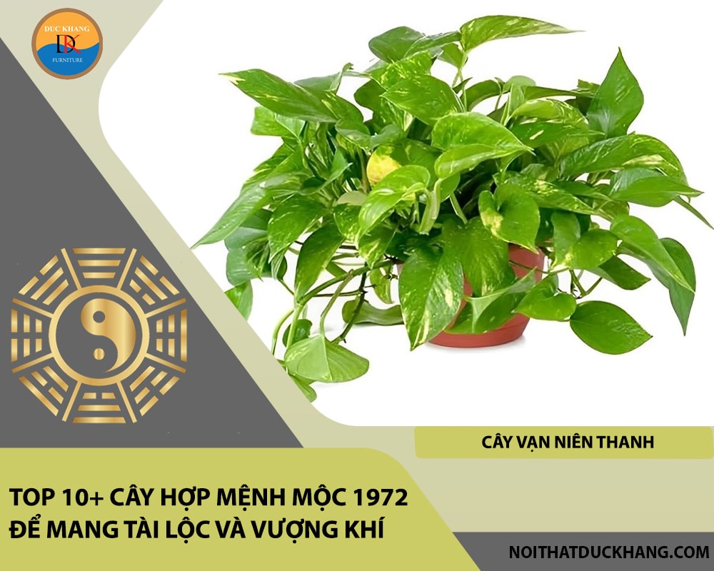 Top 10+ cây hợp mệnh Mộc 1972 để mang tài lộc và vượng khí - Cây vạn niên thanh