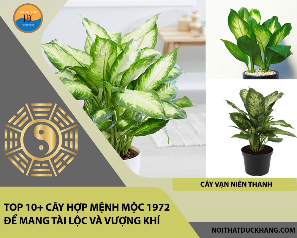 Top 10+ cây hợp mệnh Mộc 1972 để mang tài lộc và vượng khí - Cây vạn niên thanh