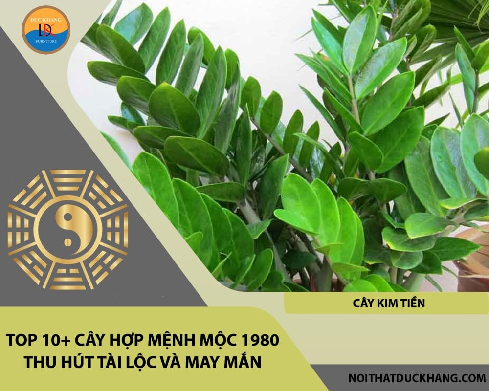 Top 10+ cây hợp mệnh Mộc 1980 thu hút tài lộc và may mắn - Cây Kim Tiền