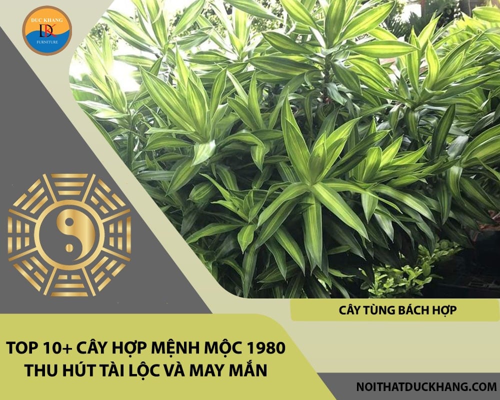 Top 10+ cây hợp mệnh Mộc 1980 thu hút tài lộc và may mắn - Cây Tùng Bách Hợp