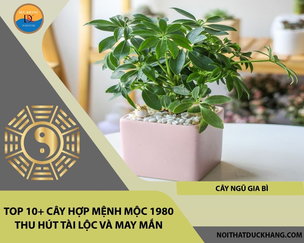 Top 10+ cây hợp mệnh Mộc 1980 thu hút tài lộc và may mắn - Cây Ngũ Gia Bì