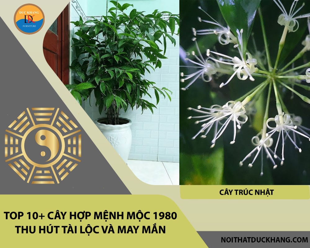 Top 10+ cây hợp mệnh Mộc 1980 thu hút tài lộc và may mắn - Cây Trúc Nhật