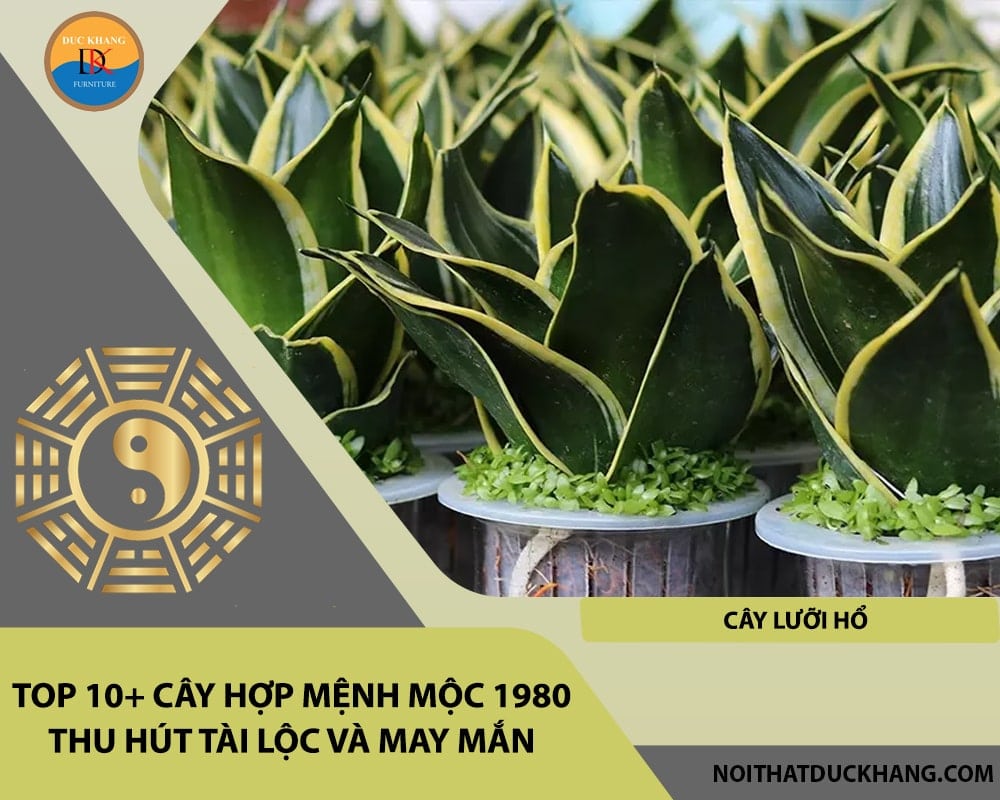 Top 10+ cây hợp mệnh Mộc 1980 thu hút tài lộc và may mắn - Cây Lưỡi Hổ