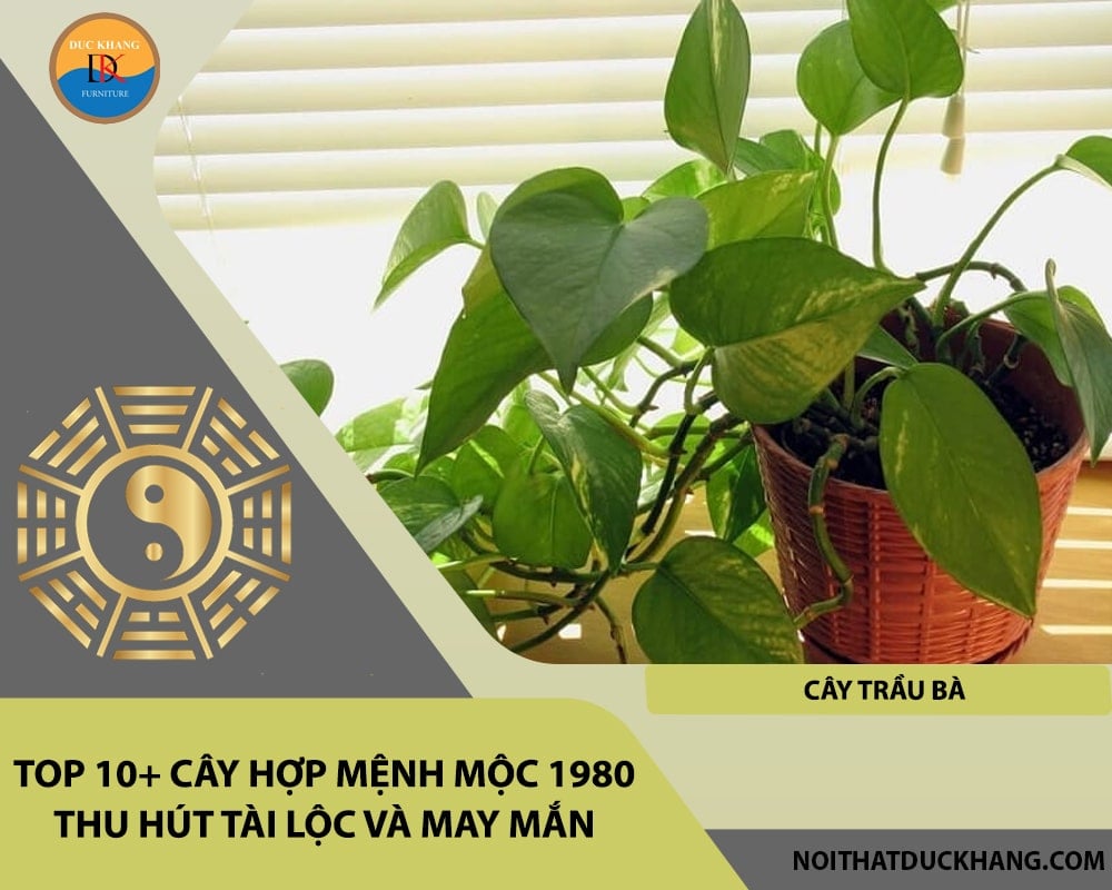 Top 10+ cây hợp mệnh Mộc 1980 thu hút tài lộc và may mắn - Cây Trầu Bà