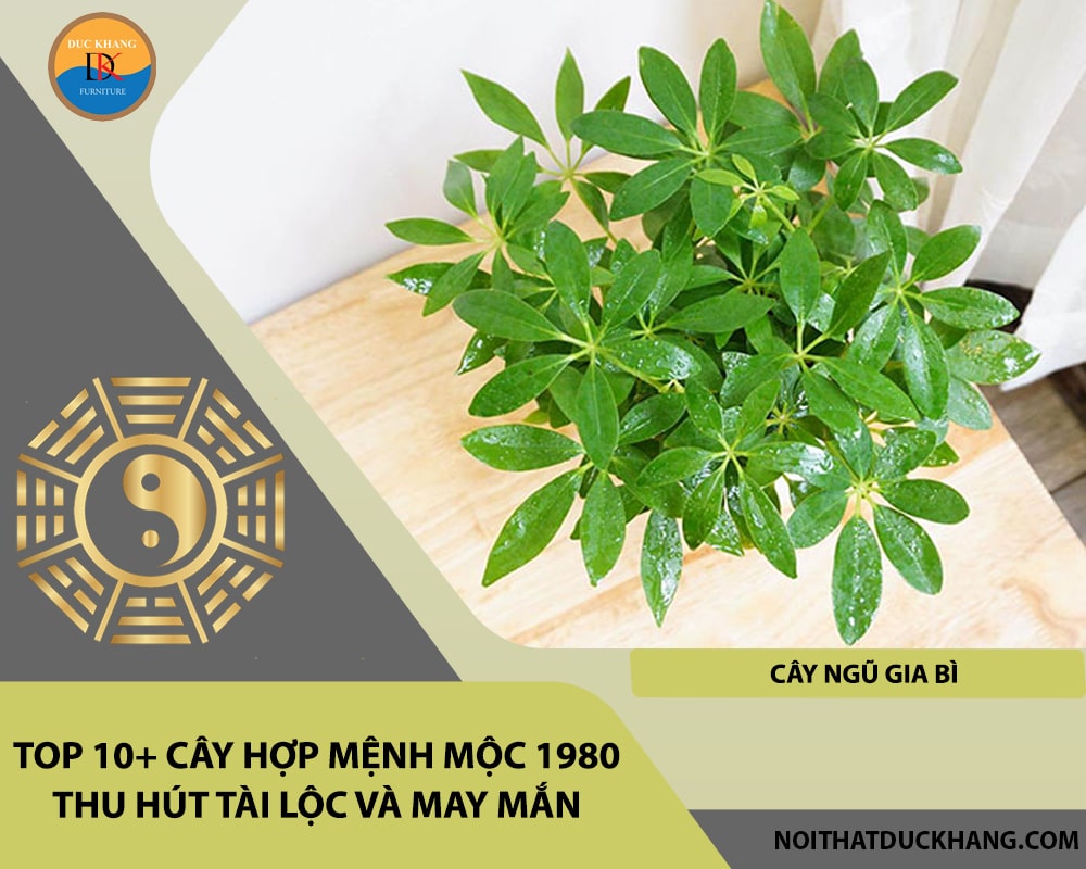 Top 10+ cây hợp mệnh Mộc 1980 thu hút tài lộc và may mắn - Cây Ngũ Gia Bì