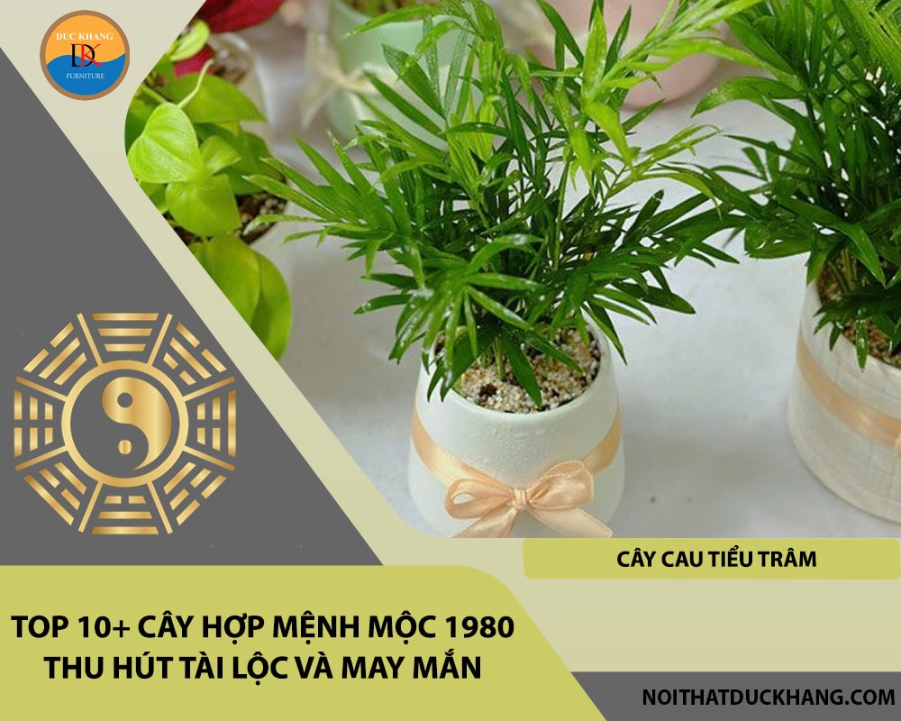 Top 10+ cây hợp mệnh Mộc 1980 thu hút tài lộc và may mắn - Cây Cau Tiểu Trâm