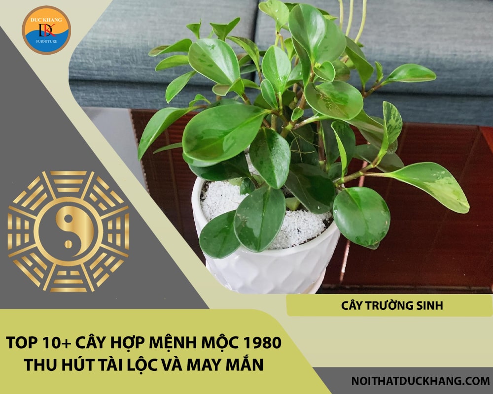 Top 10+ cây hợp mệnh Mộc 1980 thu hút tài lộc và may mắn - Cây Trường Sinh