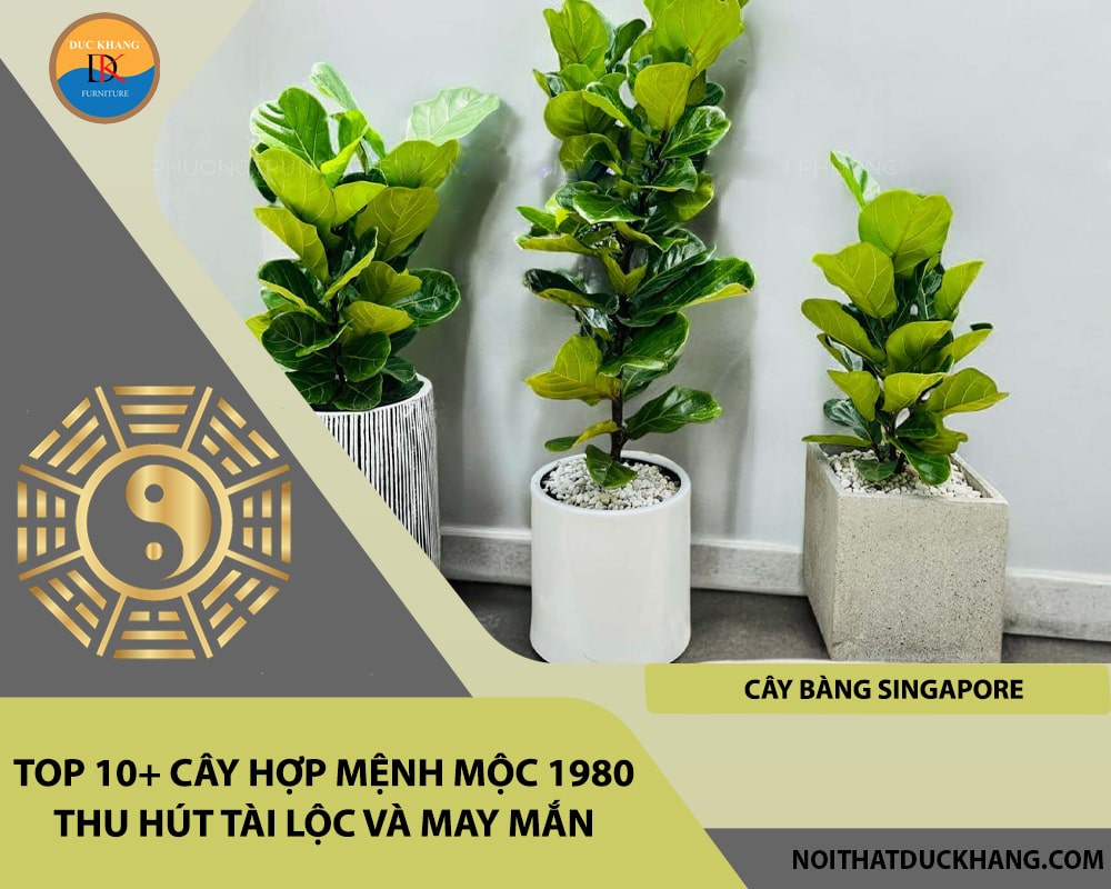 Top 10+ cây hợp mệnh Mộc 1980 thu hút tài lộc và may mắn - Cây Bàng Singapore