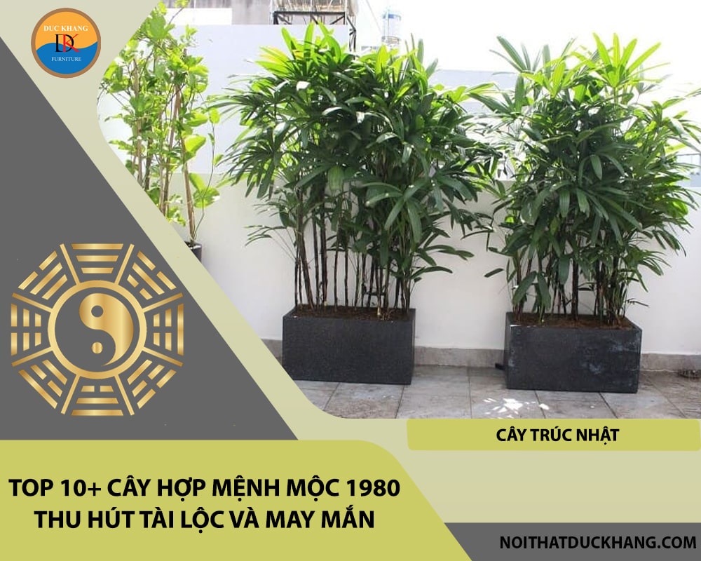 Top 10+ cây hợp mệnh Mộc 1980 thu hút tài lộc và may mắn - Cây Trúc Nhật