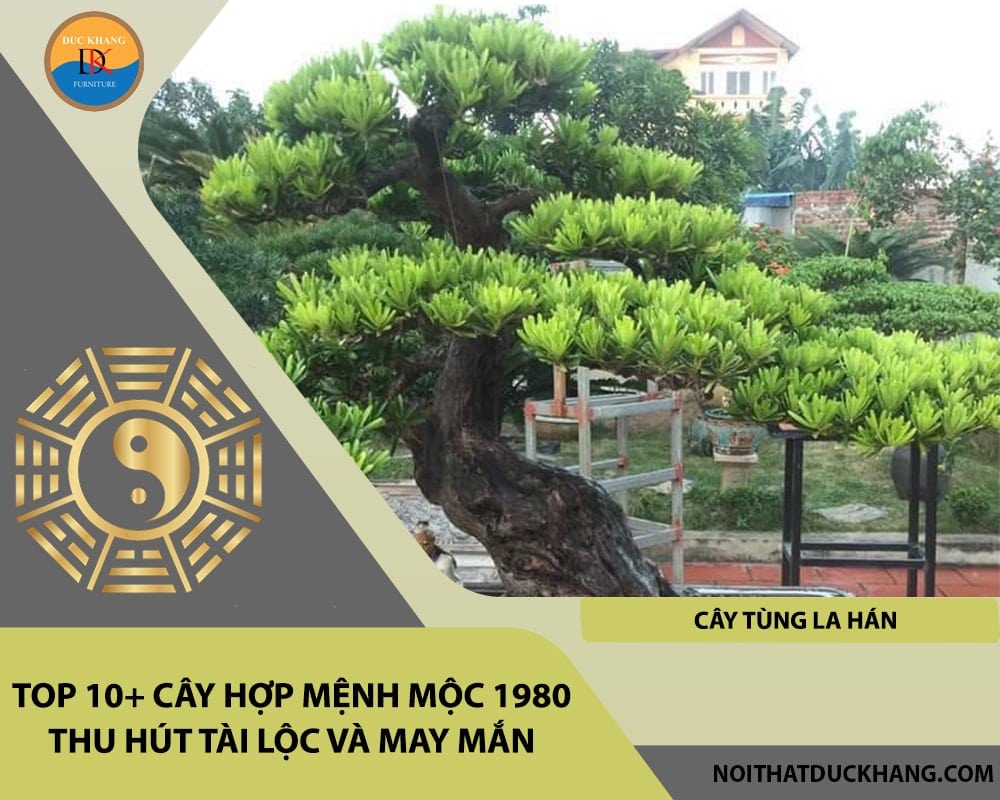 Top 10+ cây hợp mệnh Mộc 1980 thu hút tài lộc và may mắn - Cây Tùng La Hán