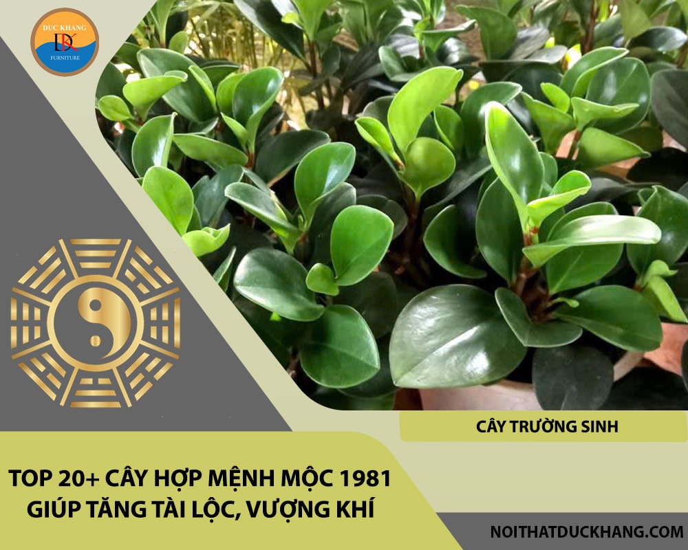 Top 20+ cây hợp mệnh Mộc 1981 giúp tăng tài lộc, vượng khí - Cây trường sinh