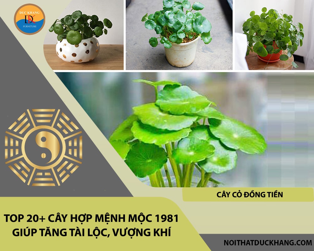 Top 20+ cây hợp mệnh Mộc 1981 giúp tăng tài lộc, vượng khí - Cây cỏ đồng tiền