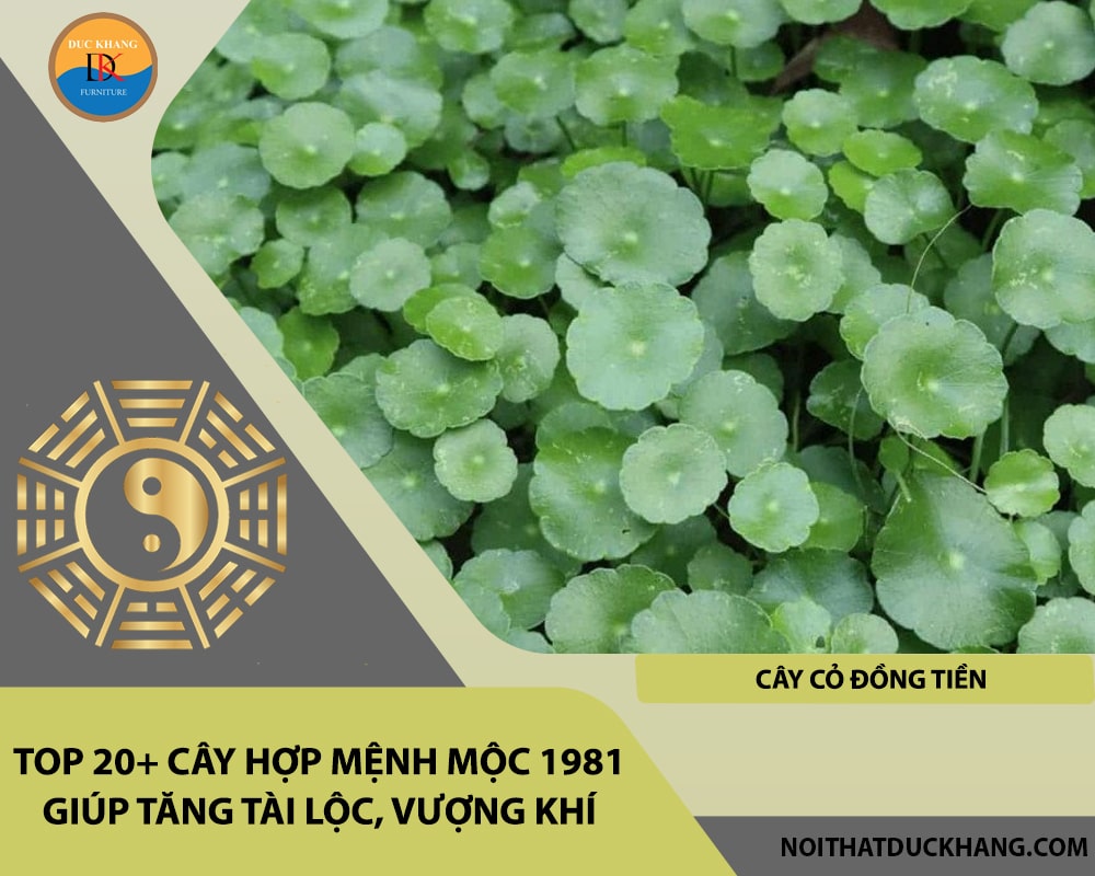 Top 20+ cây hợp mệnh Mộc 1981 giúp tăng tài lộc, vượng khí - Cây Cỏ Đồng Tiền