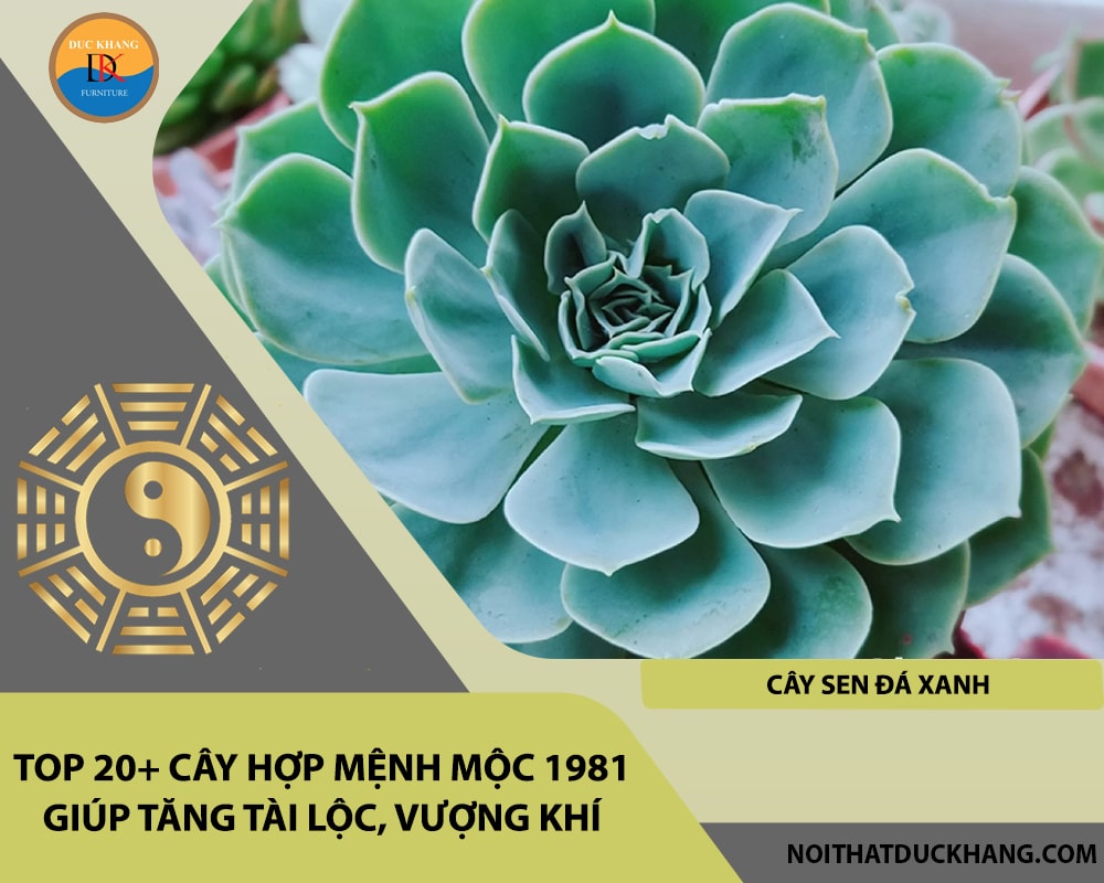 Top 20+ cây hợp mệnh Mộc 1981 giúp tăng tài lộc, vượng khí