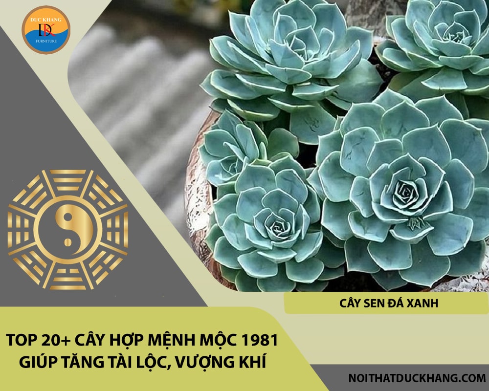 Top 20+ cây hợp mệnh Mộc 1981 giúp tăng tài lộc, vượng khí - Cây sen đá xanh