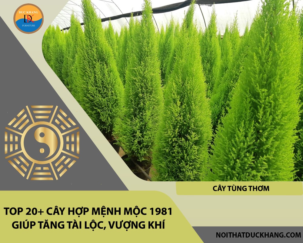 Top 20+ cây hợp mệnh Mộc 1981 giúp tăng tài lộc, vượng khí - Cây tùng thơm