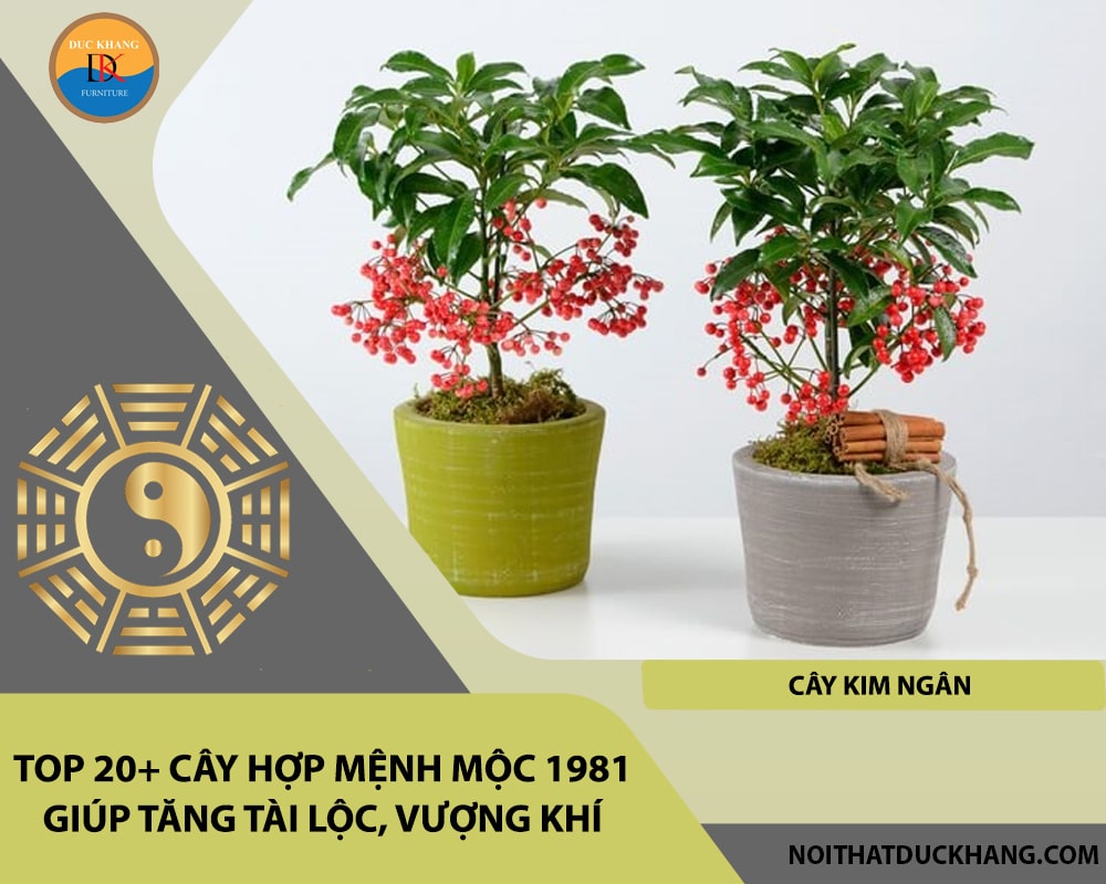 Top 20+ cây hợp mệnh Mộc 1981 giúp tăng tài lộc, vượng khí - Cây kim ngân