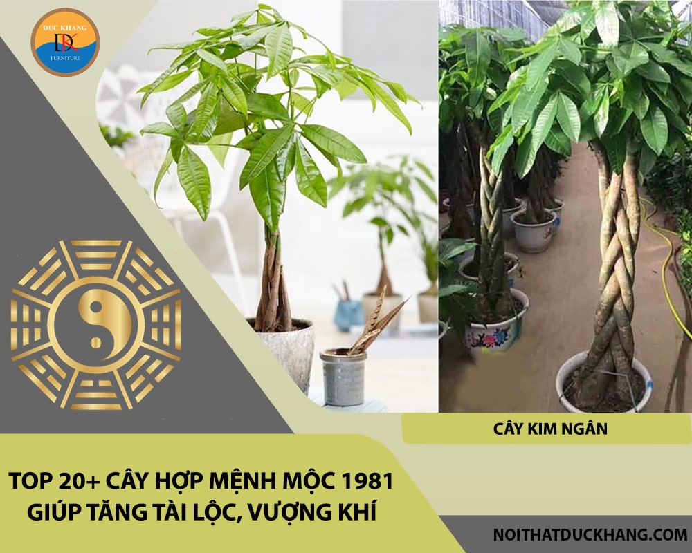 Top 20+ cây hợp mệnh Mộc 1981 giúp tăng tài lộc, vượng khí - Cây Kim Ngân