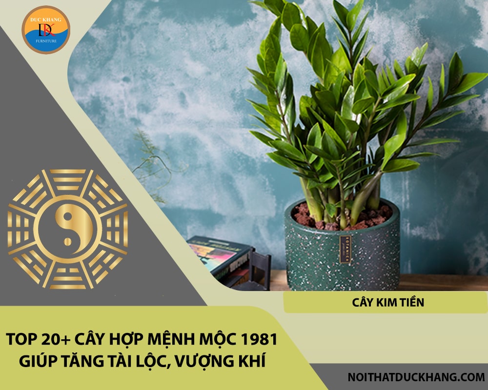 Top 20+ cây hợp mệnh Mộc 1981 giúp tăng tài lộc, vượng khí - Cây kim tiền