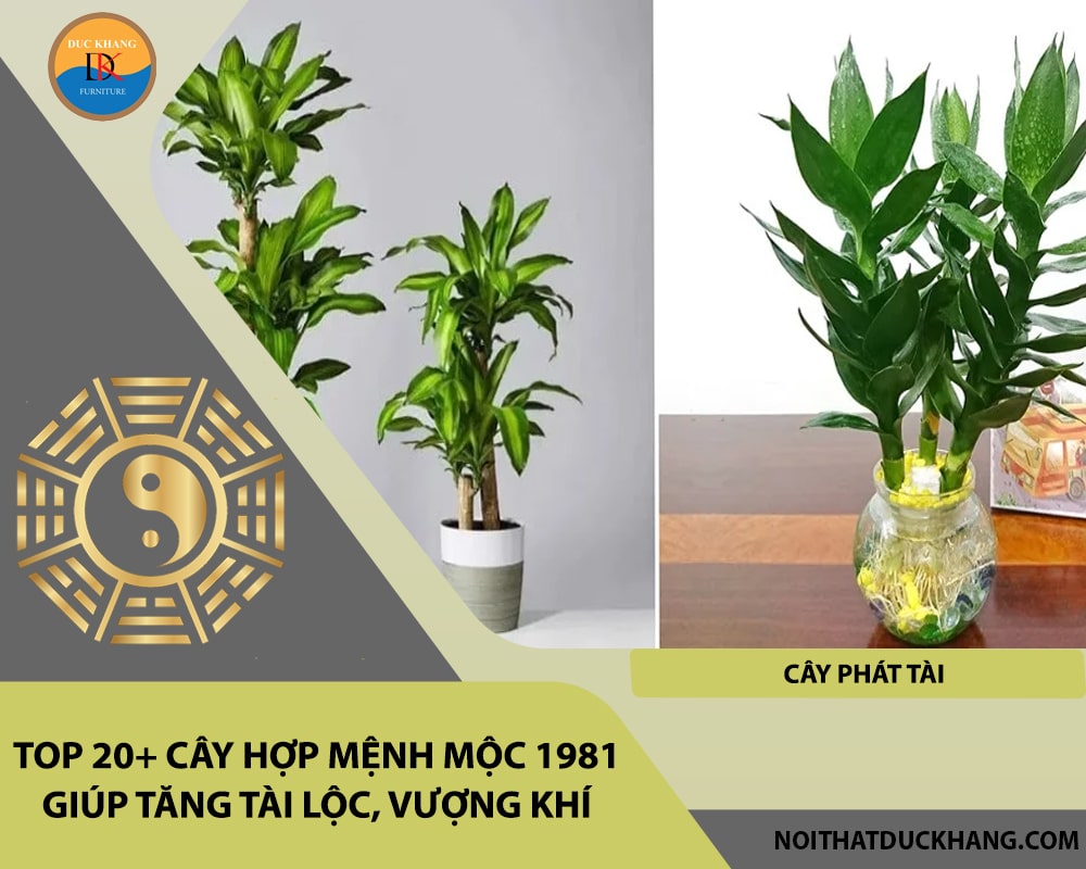 Top 20+ cây hợp mệnh Mộc 1981 giúp tăng tài lộc, vượng khí - Cây phát tài