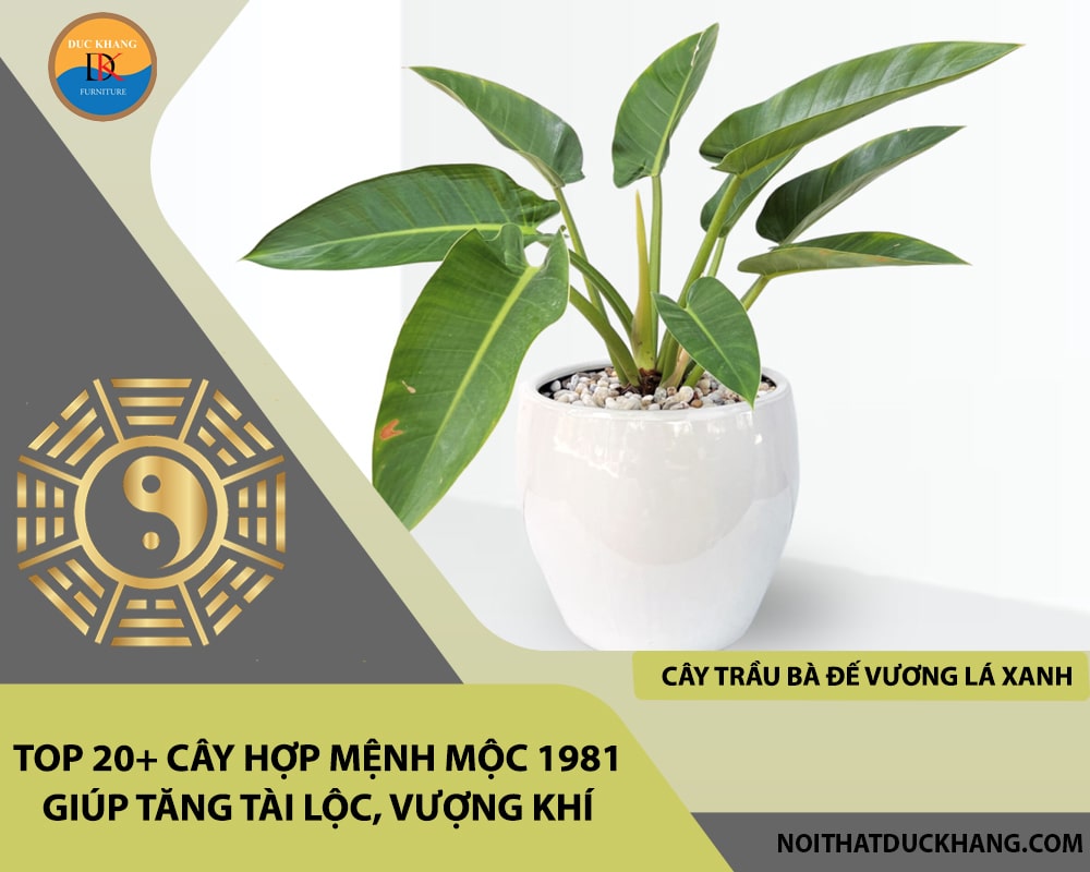 Top 20+ cây hợp mệnh Mộc 1981 giúp tăng tài lộc, vượng khí - Cây trầu bà đế vương lá xanh