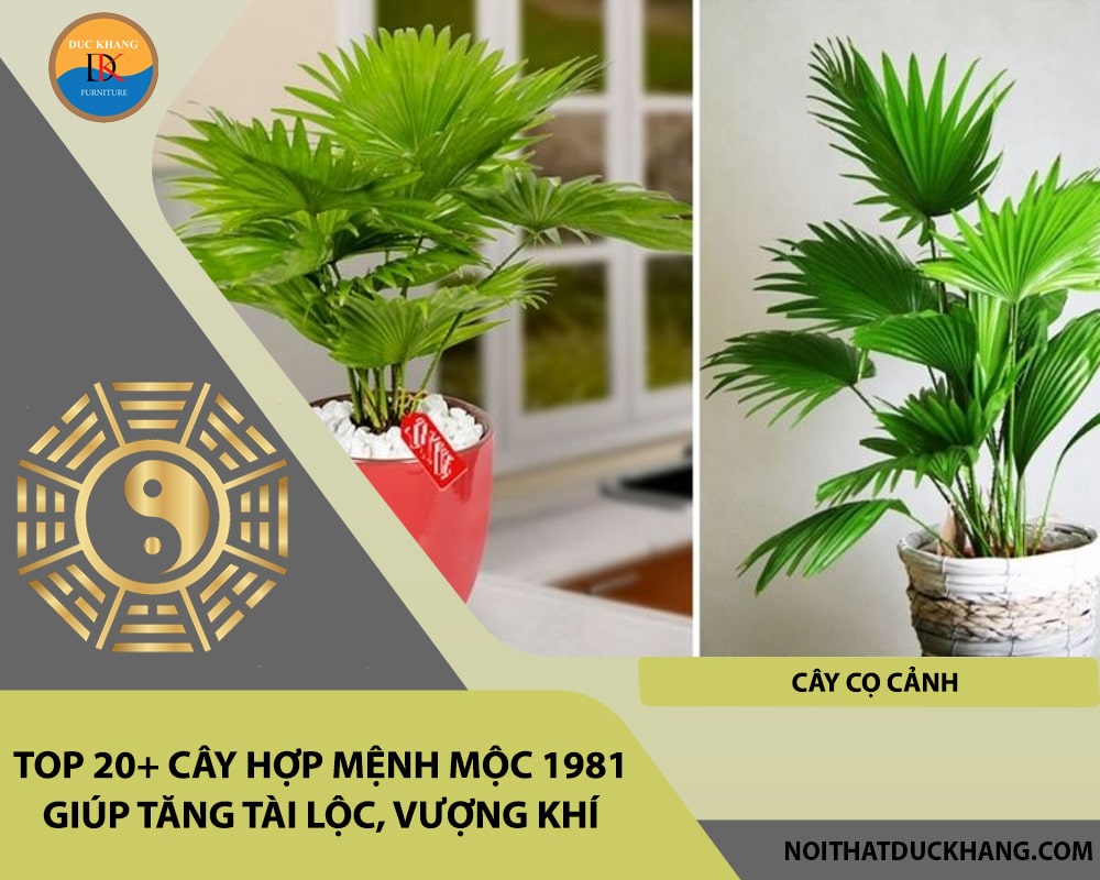 Top 20+ cây hợp mệnh Mộc 1981 giúp tăng tài lộc, vượng khí - Cây cọ cảnh