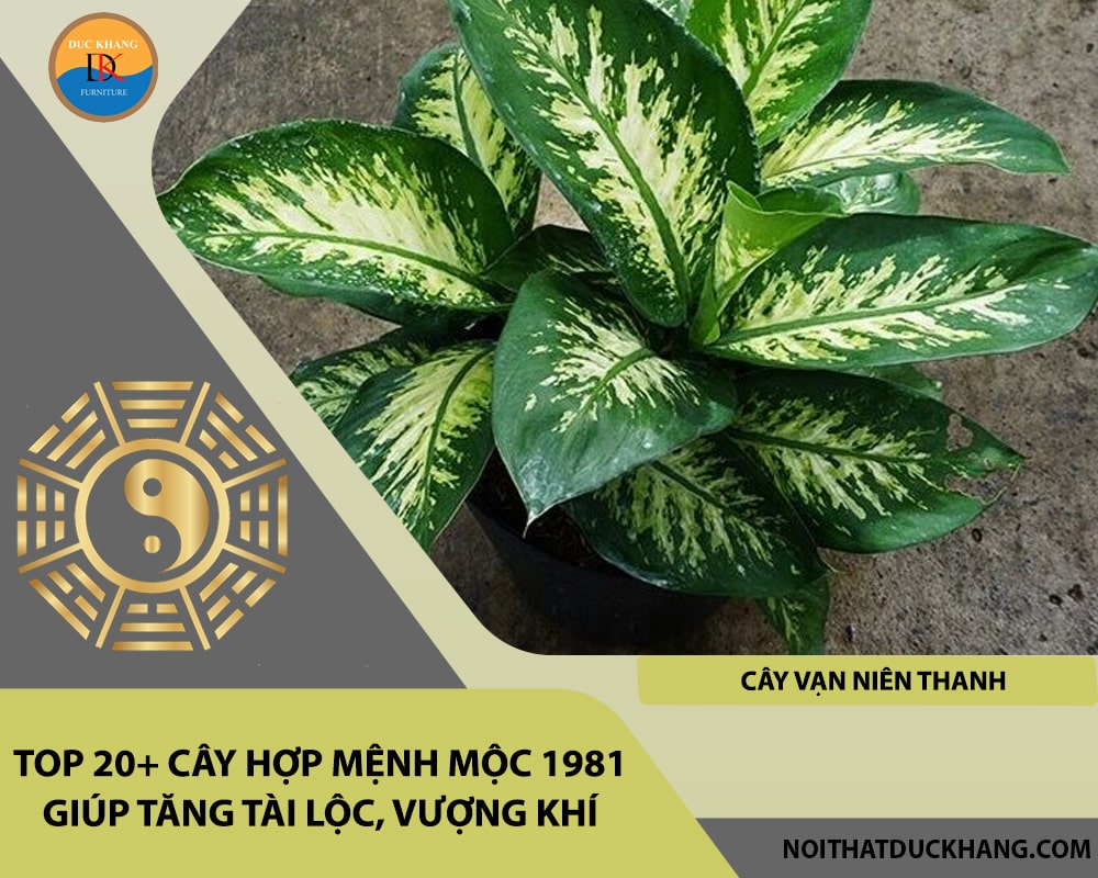 Top 20+ cây hợp mệnh Mộc 1981 giúp tăng tài lộc, vượng khí - Cây vạn niên thanh
