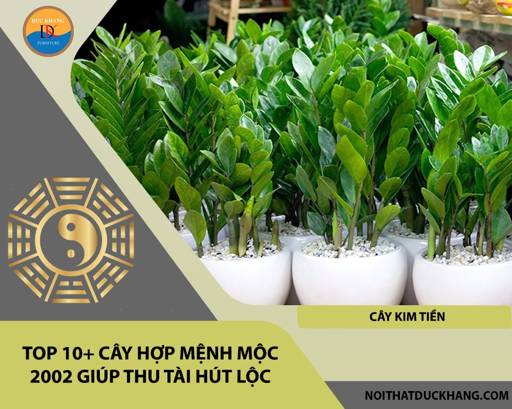 Top 10+ cây hợp mệnh Mộc 2002 giúp thu tài hút lộc - Cây Kim Tiền
