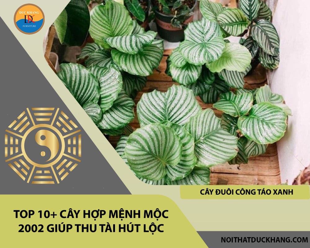 Top 10+ cây hợp mệnh Mộc 2002 giúp thu tài hút lộc - Cây Đuôi Công Táo Xanh