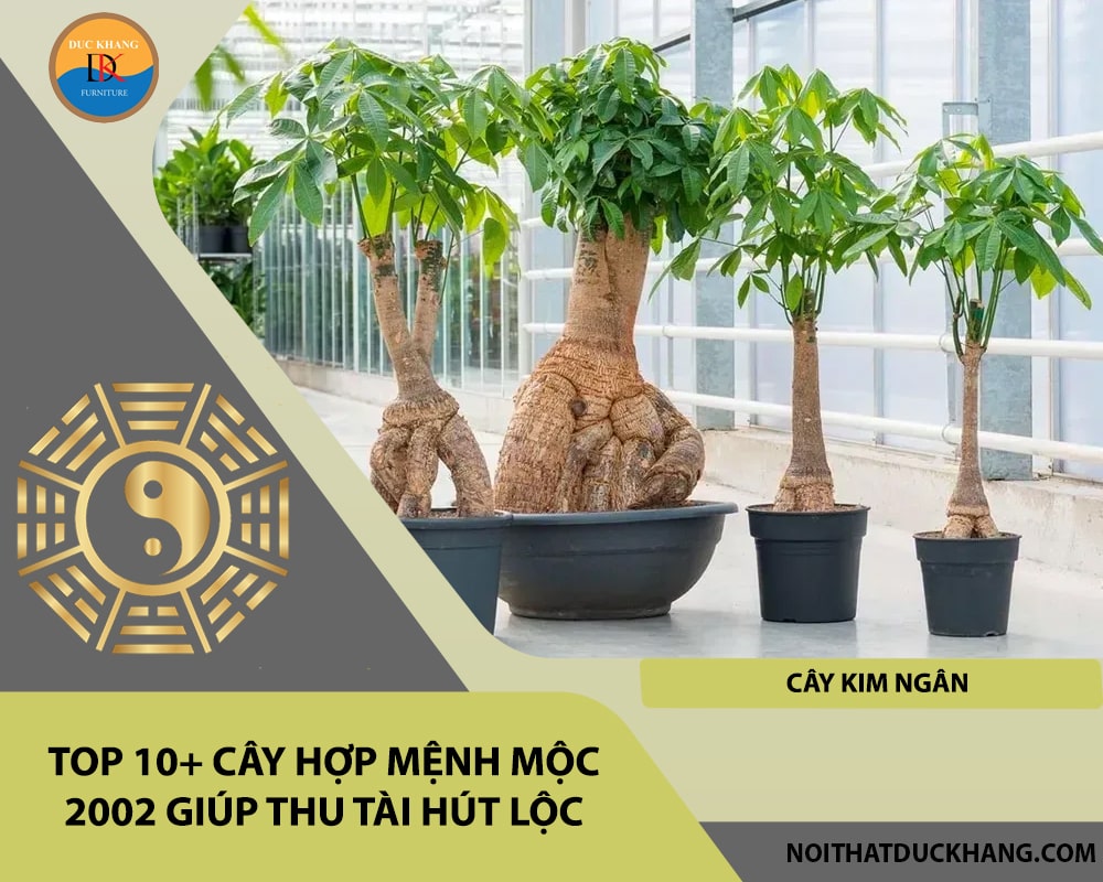 Top 10+ cây hợp mệnh Mộc 2002 giúp thu tài hút lộc