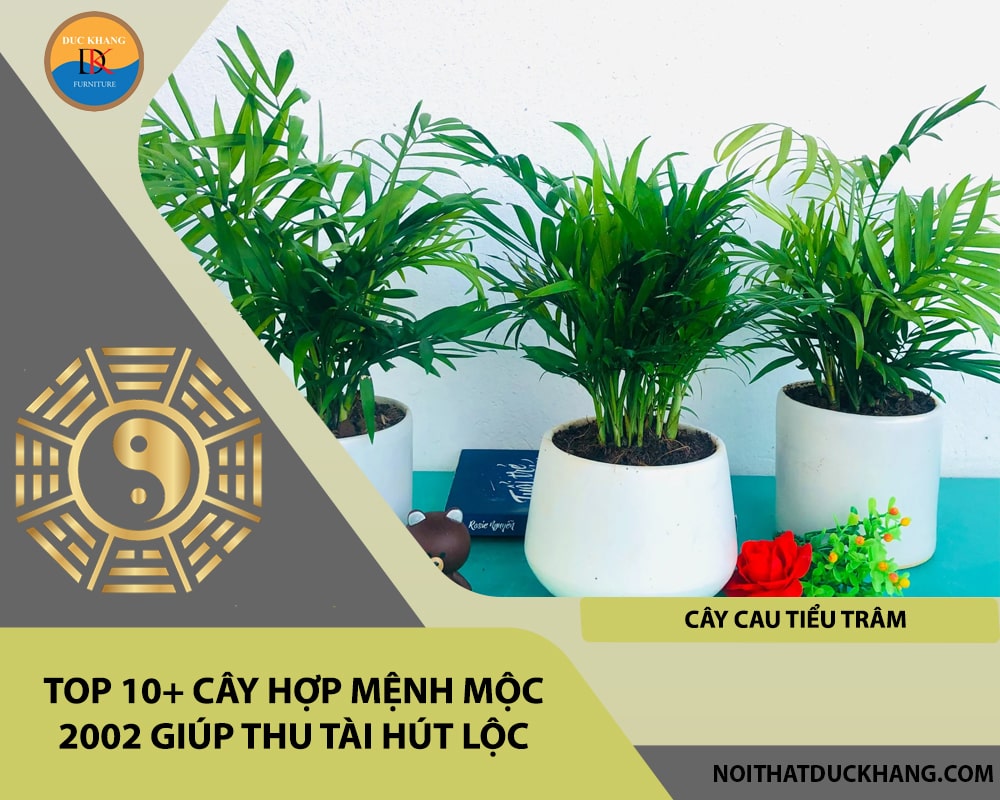 Top 10+ cây hợp mệnh Mộc 2002 giúp thu tài hút lộc - Cây Cau Tiểu Trâm