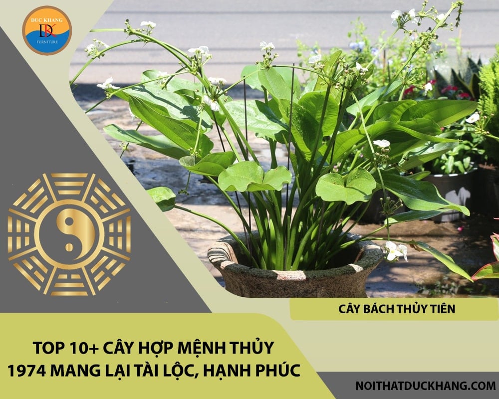 Top 10+ cây hợp mệnh Thủy 1974 mang lại tài lộc, hạnh phúc - Cây Bách Thủy Tiên Top 10+ cây hợp mệnh Thủy 1974 mang lại tài lộc, hạnh phúc - Cây Bách Thủy Tiên
