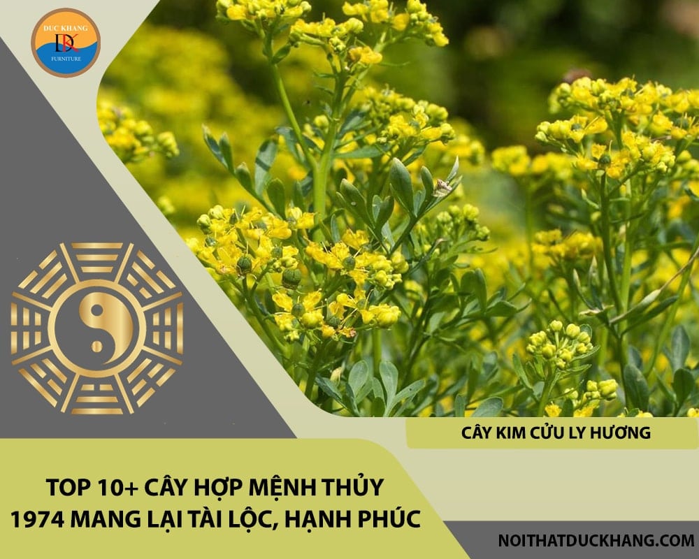 Top 10+ cây hợp mệnh Thủy 1974 mang lại tài lộc, hạnh phúc - Cây Kim Cửu Ly Hương Top 10+ cây hợp mệnh Thủy 1974 mang lại tài lộc, hạnh phúc - Cây Kim Cửu Ly Hương