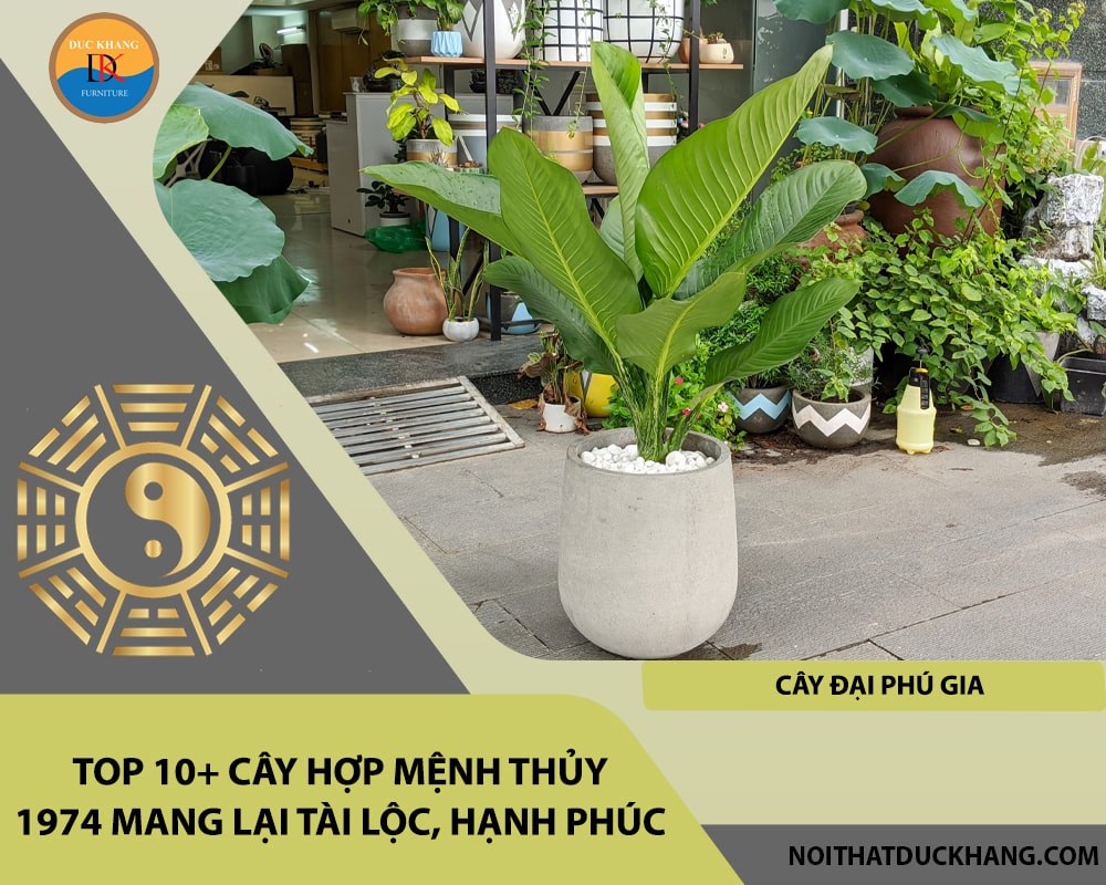 Top 10+ cây hợp mệnh Thủy 1974 mang lại tài lộc, hạnh phúc - Cây Đại Phú Gia Top 10+ cây hợp mệnh Thủy 1974 mang lại tài lộc, hạnh phúc - Cây Đại Phú Gia