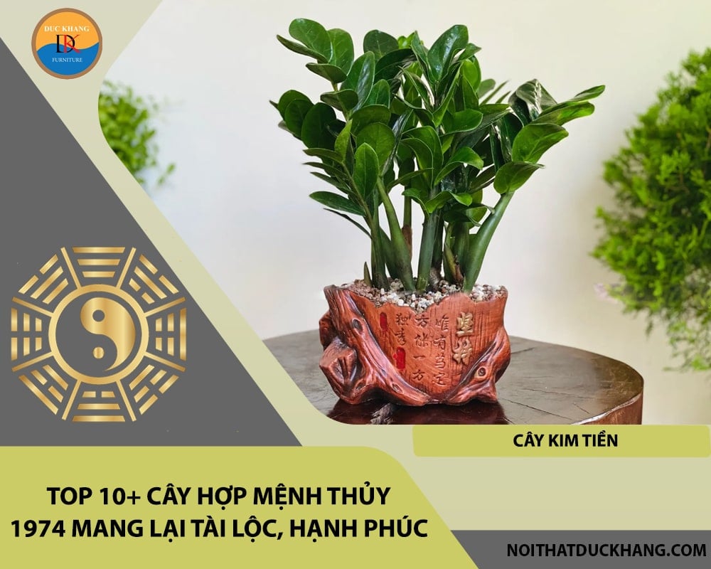 Top 10+ cây hợp mệnh Thủy 1974 mang lại tài lộc, hạnh phúc - Cây Kim tiền Top 10+ cây hợp mệnh Thủy 1974 mang lại tài lộc, hạnh phúc - Cây Kim tiền
