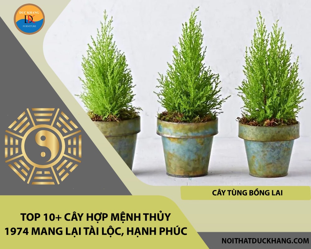 Top 10+ cây hợp mệnh Thủy 1974 mang lại tài lộc, hạnh phúc - Cây Tùng Bồng Lai Top 10+ cây hợp mệnh Thủy 1974 mang lại tài lộc, hạnh phúc - Cây Tùng Bồng Lai