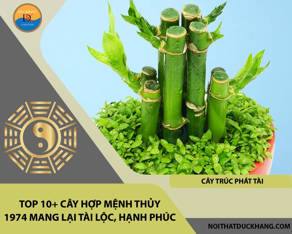 Top 10+ cây hợp mệnh Thủy 1974 mang lại tài lộc, hạnh phúc - Cây trúc phát tài Top 10+ cây hợp mệnh Thủy 1974 mang lại tài lộc, hạnh phúc - Cây trúc phát tài